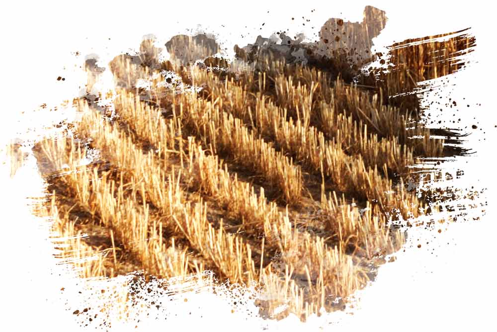 Phylazonit wheat stubble